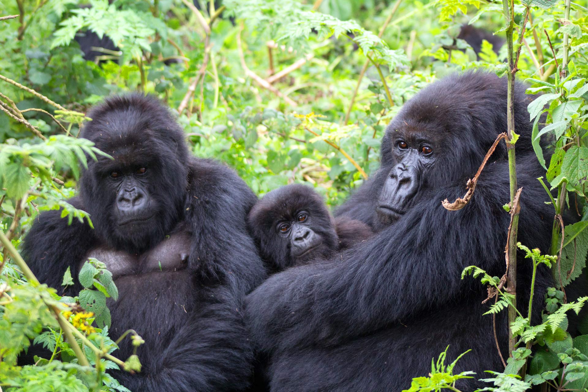 Gorilla-Trekking-Sectors-in-Bwindi-Forest