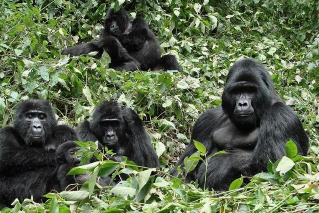 7 Days Gorilla tracking safaris