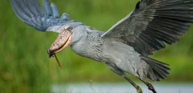 East African Safaris