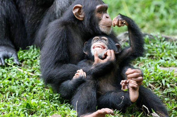 Chimpanzee Trekking