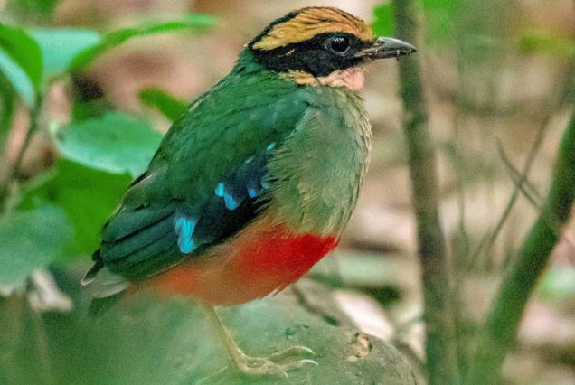 7-day Uganda Birding Safari
