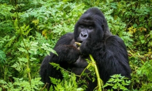 3-day Rwanda gorilla safari
