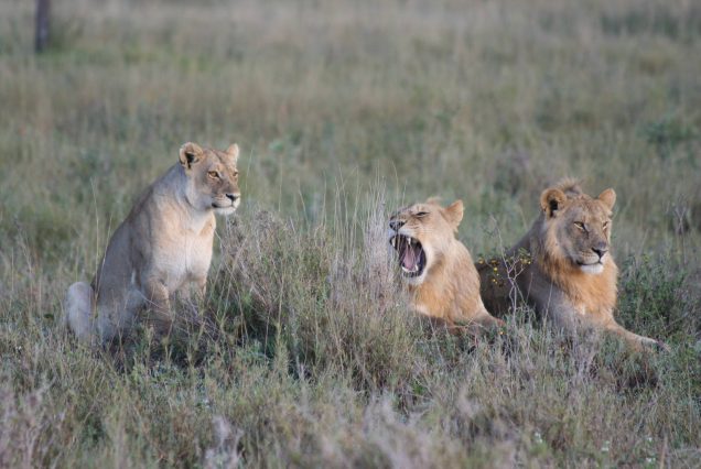 6-Day Group Budget Tanzania Safari