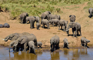 5-Day Classic Tanzania Wildlife Safari